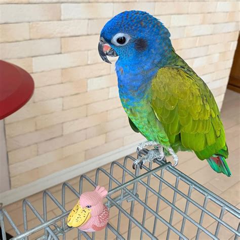 Blue Headed Pionus Parrots For Sale Online - Live Parrots