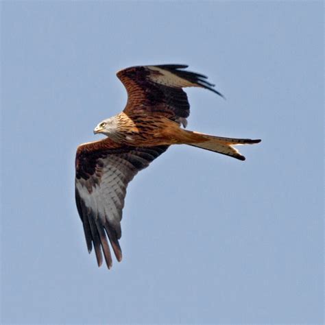 Red Kite | BTO - British Trust for Ornithology