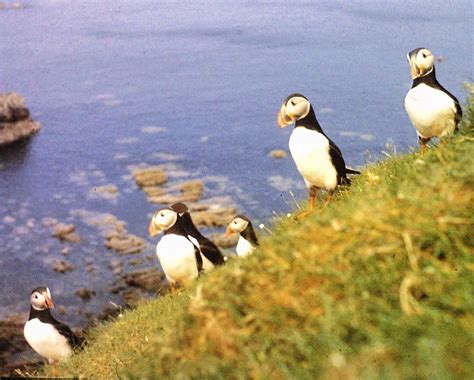 Puffins in Scotland - MUST SEE SCOTLAND