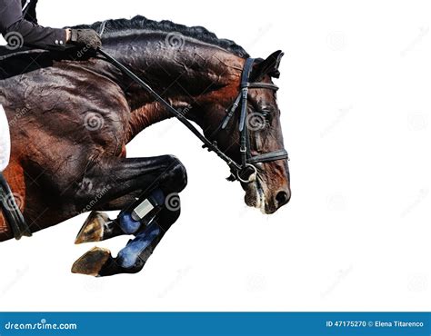 Equestrianism: Bay Horse In Jumping Show, Isolated Stock Photo - Image ...