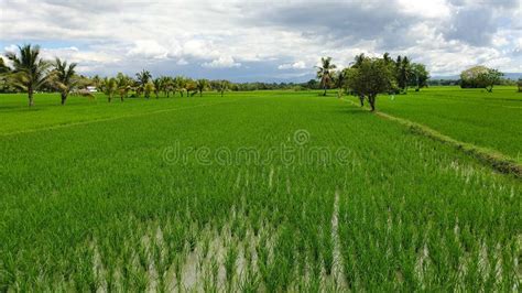 Granja De Campo De Arroz Filipina Foto de archivo - Imagen de grano, arroz: 169587682