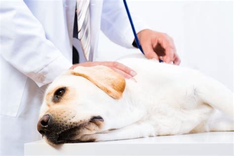 Gastroenteritis in Dogs | Common Symptoms, Treatment & Prevention