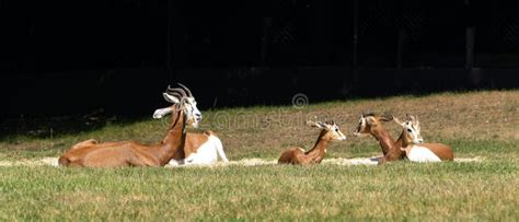 Dama Gazelle, Gazella Dama Mhorr or Mhorr Gazelle is a Species of ...