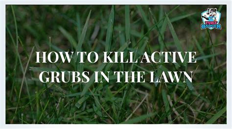 How to Kill Active Grubs In Your Lawn | Turf Badger Blog