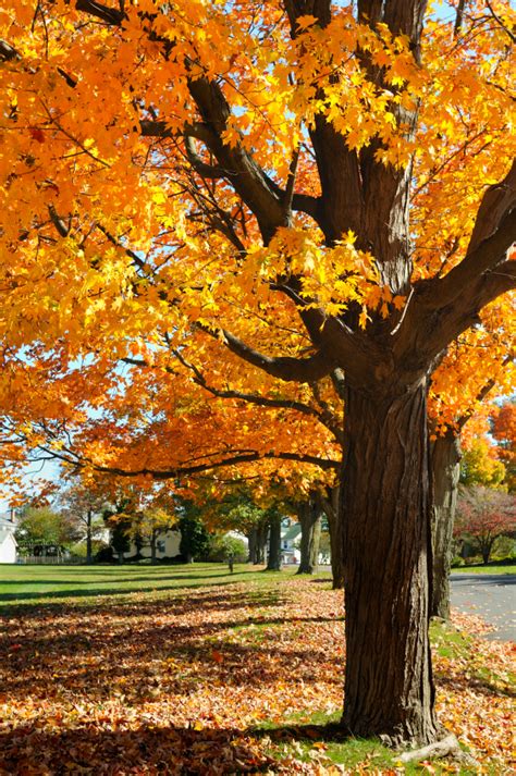 Maple Tree Identification & Mapping | Blain's Farm & Fleet Blog