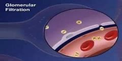 Glomerular Filtration - DnaTube.com - Scientific Video and Animation Site