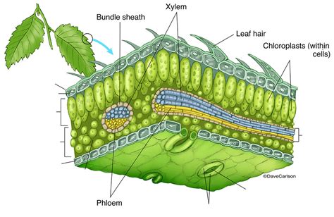 Botany Week 10 Diagram | Quizlet