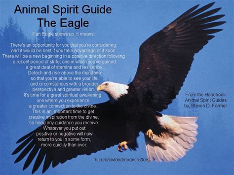 Eagle spirit animal meaning | Inspiration, Magick & Spirituality ...