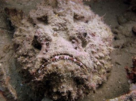 The Stonefish, a Master of Camouflage - My Animals