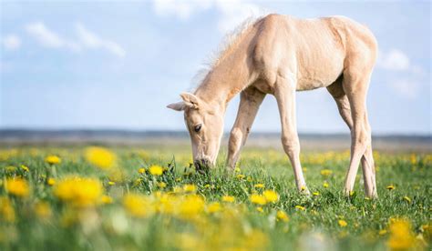 Palomino Horse - Breeds, Colors, and Genetics - Helpful Horse Hints