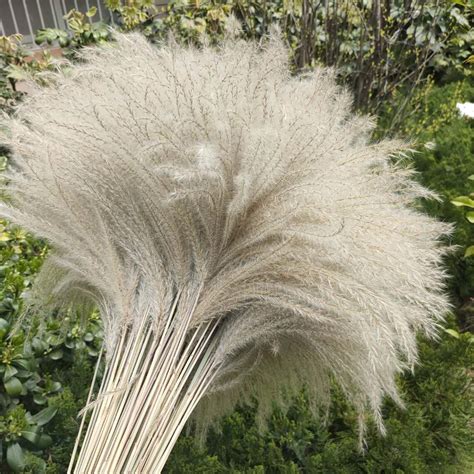 Natural reed bouquet plant wedding flowers home decoration 31 | Etsy