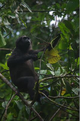 Pig-tailed langur | Picture taken from the island of Siberut… | Flickr