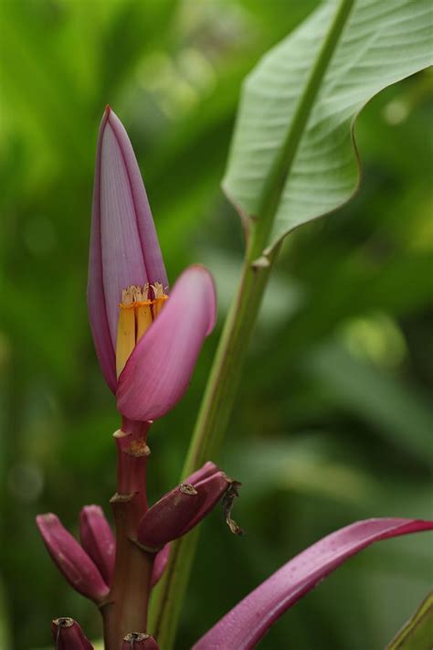 Musa Ornata Royal Purple Flower Photograph by Johnny Cordero