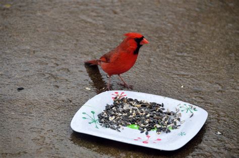 Red Cardinal Feeding On Seed Free Stock Photo - Public Domain Pictures