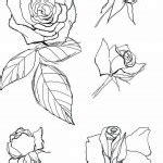 Roses set hand drawn, Design, Isolated, Decoration, Greeting, Art, Stock Illustration by ...