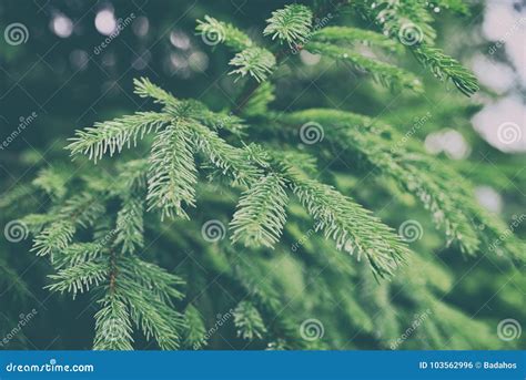 Green pine needles stock photo. Image of closeup, nature - 103562996