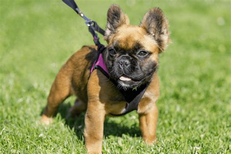 Fluffy Frenchie: Long-Haired French Bulldog Breed Information ...