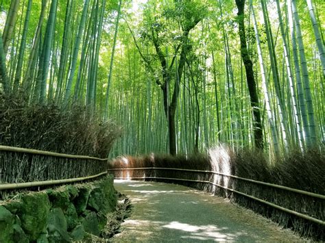 Bamboo Forest Guide (Arashiyama) - Kansai chan