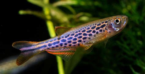 Danio | Fish Breeds – Information and pictures of saltwater and fresh water fish