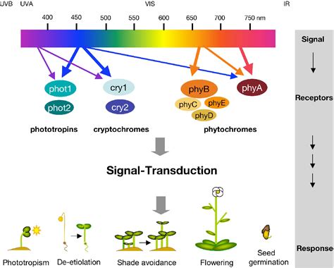 Figure 21 from Functional Analysis of the SPA Gene Family in Arabidopsis thaliana | Semantic Scholar