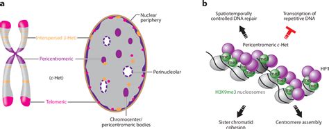 Figure 1 from Heterochromatin: Guardian of the Genome. | Semantic Scholar