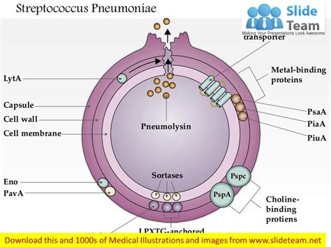 Streptococcus pneumoniae medical images for power point