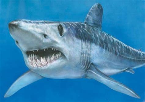 Are There Dangerous Sharks in British Waters? - Owlcation