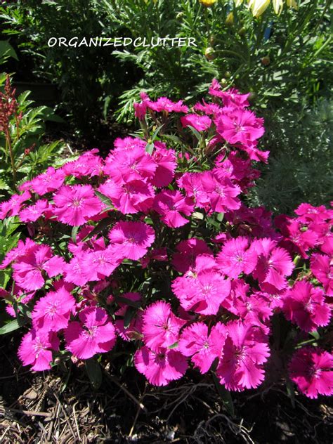 Dianthus: A Cottage Garden Flower - Organized Clutter