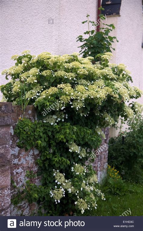 Climbing Hydrangea Hydrangea Petiolaris Stock Photos & Climbing Hydrangea Hydrangea Petiolaris ...