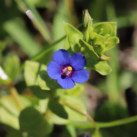 A rare blue version of Scarlet Pimpernel (Lysimachia arvensis), Point ...