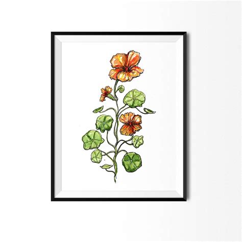 Nasturtium Print, Flower Art, Botanical Illustration, Floral Art, Flower Painting, Botanical ...