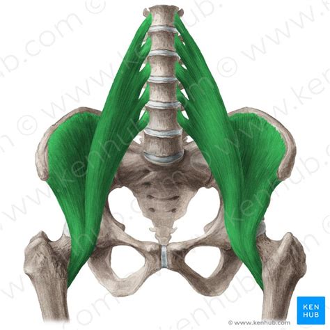 Inguinal ligament: Attachments, function and relations | Kenhub