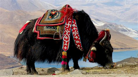 Du thé au beurre de yak | Animali, Tibet, Animali fantastici