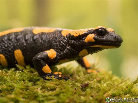 Fire Salamander Portrait