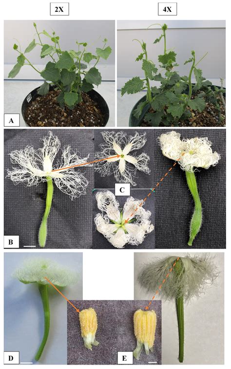 Plants | Free Full-Text | Tetraploid Induction by Colchicine Treatment and Crossing with a ...