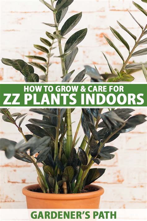 How to Grow and Care for ZZ Plants (Zamioculcas zamiifolia)