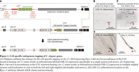 Cell-specific tagging of C. elegans genes using Cas9-targeted ...