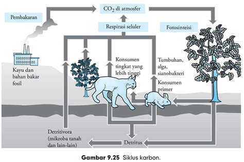 Daur Karbon | MATERI | SOAL BIOLOGI SMP SMA REMBANG