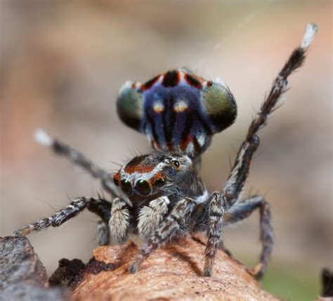 5 new species of colorful spiders discovered in Australia