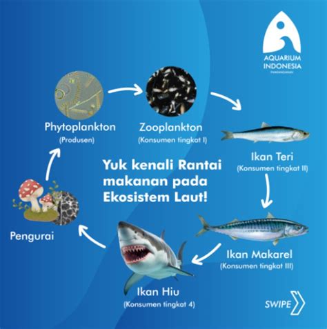 Yuk Kenali Rantai Makanan Pada Ekosistem Laut! - Aquarium Indonesia ...