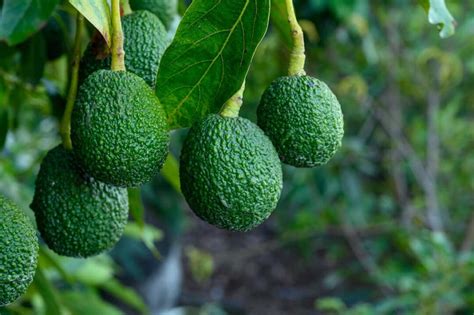 How to Harvest Avocados in 3 Easy Steps - Minneopa Orchards