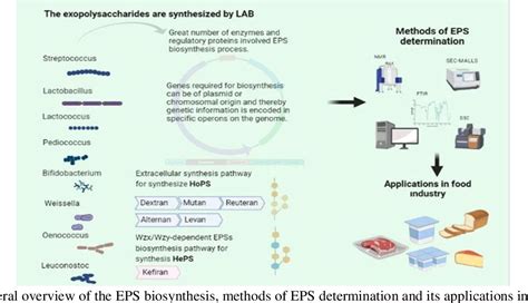 Figure 1 from Exopolysaccharides from Lactic Acid Bacteria: A Review on Functions, Biosynthesis ...