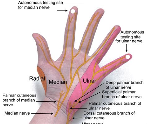 Ulnar Nerve Hand Anatomy