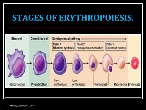 ERYTHROPOIESIS