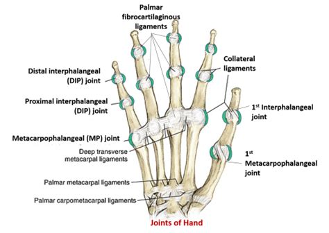 Other Joints of Upper Limb - wrist, metacarpophalangeal and interphalangeal joints