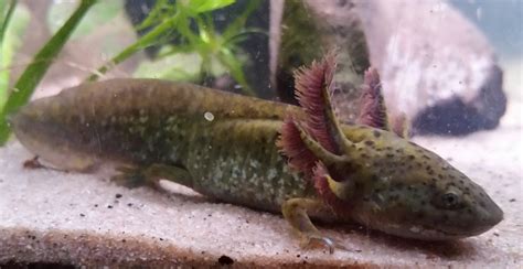 Is this an axolotl or a tiger salamander larvae? : herpetoculture