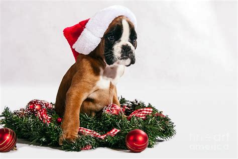 Christmas Boxer Dog Puppy Photograph by Doreen Zorn