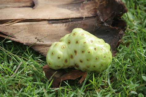 Fotos gratis : flor, comida, Produce, vegetal, flora, calabaza, caribe, República Dominicana ...