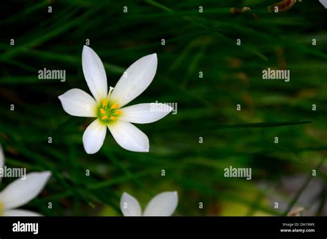 One white rain lily flower Stock Photo - Alamy