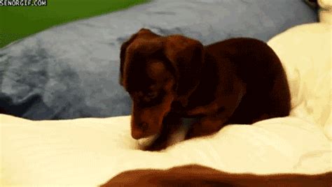 Puppy Going To Sleep GIFs - Find & Share on GIPHY